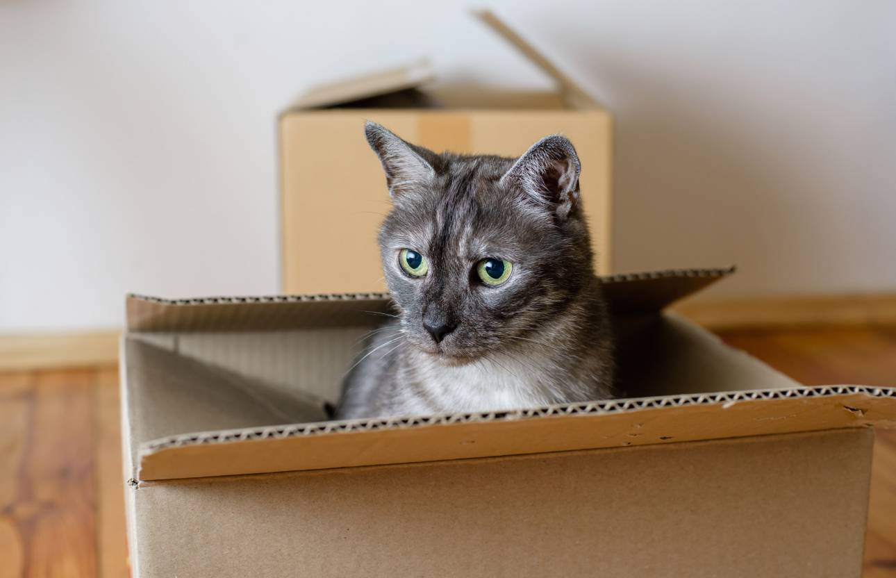 Make your pet’s move less stressful with moving tips you can use before, during, and after you relocate. 