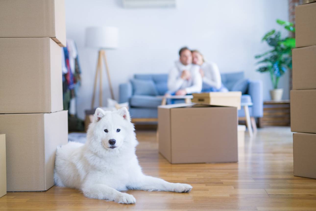 Let your pet acclimate to your new home after your moving company delivers your belongings.