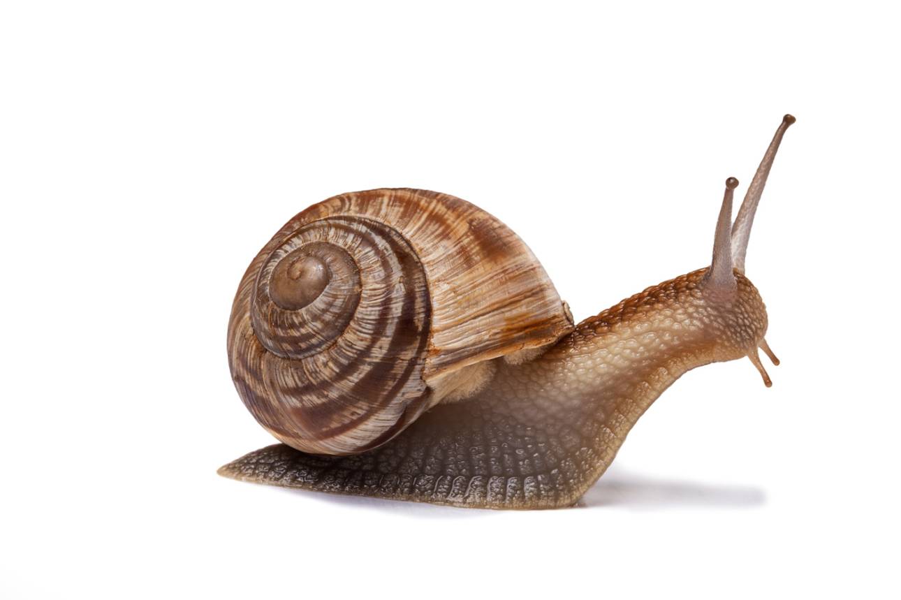 Faster is not always better when it comes to moving.